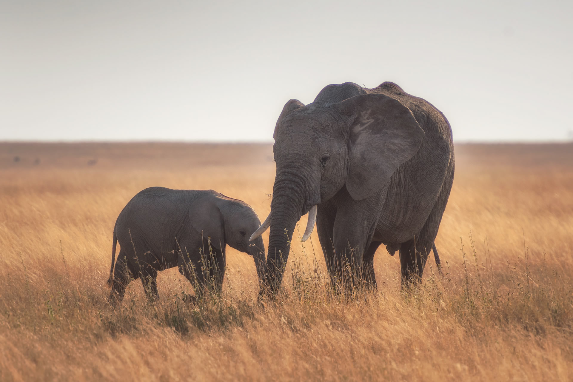 5-days-tanzania-budget-safari