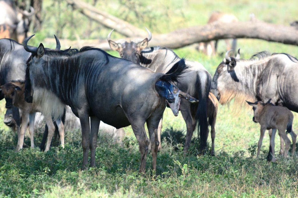 8Day-Ndutu-Calving-season-Serengeti-Migration